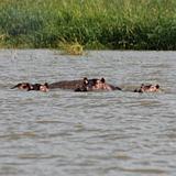 Ethiopia - Lago Chamo - Ippopotami - Hippos - 01